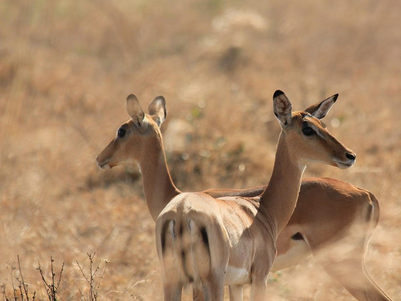 Le Serengeti est un parfait terrain de jeu pour les jeunes antilopes
