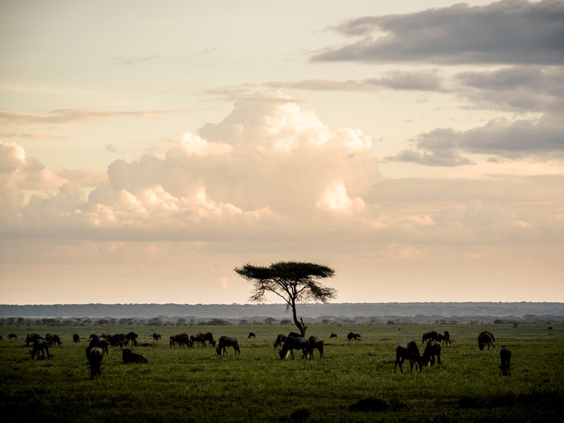 Plaines à perte de vue au Serengeti
