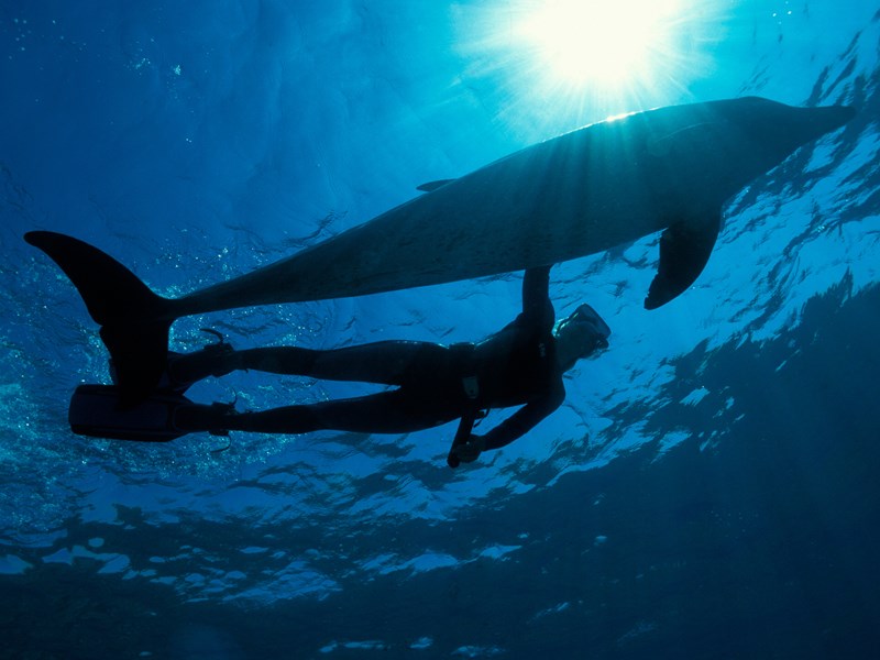 Vivez un rêve éveillé en nageant au plus près des dauphins