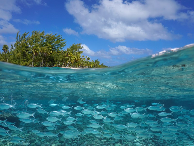 Tikehau et ses eaux les plus poissonneuses au monde