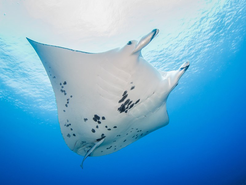 Dans un monde féerique, nagez auprès des raies manta