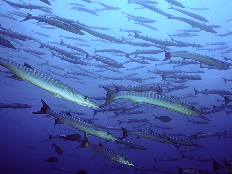 Admirez les bancs de barracudas à Fakarava