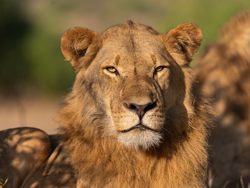 Vivez une aventure inoubliable au milieu des lions