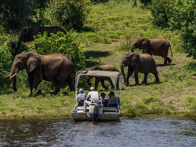 L'une des plus grandes concentrations de pachydermes du monde