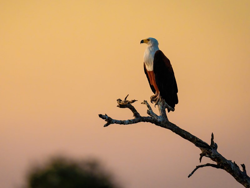 À la recherche de l'aigle pêcheur africain