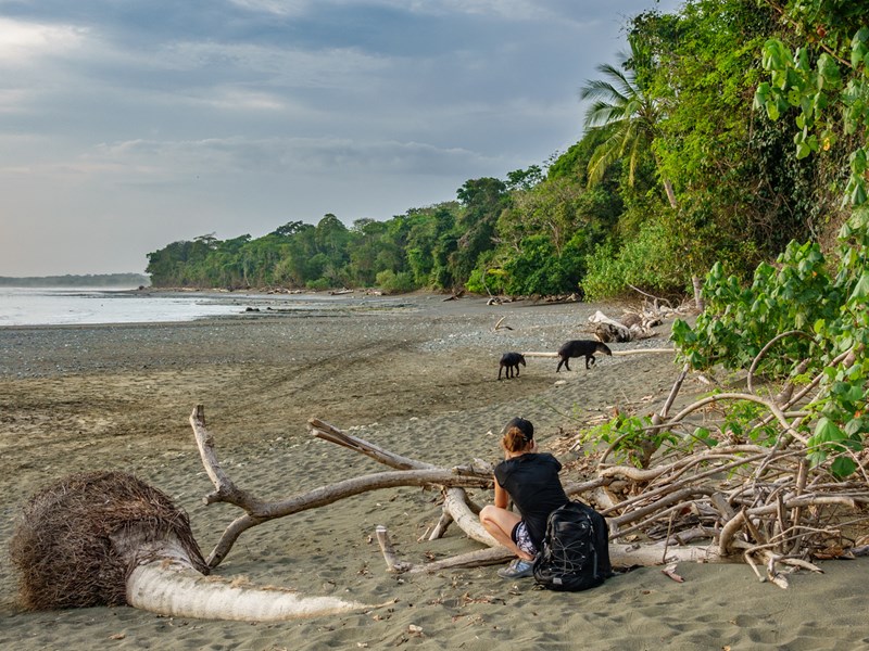 Corcovado, refuge du mystérieux tapir