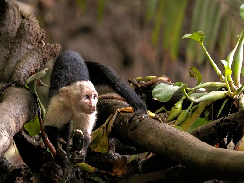 Singe capucin en pleine exploration