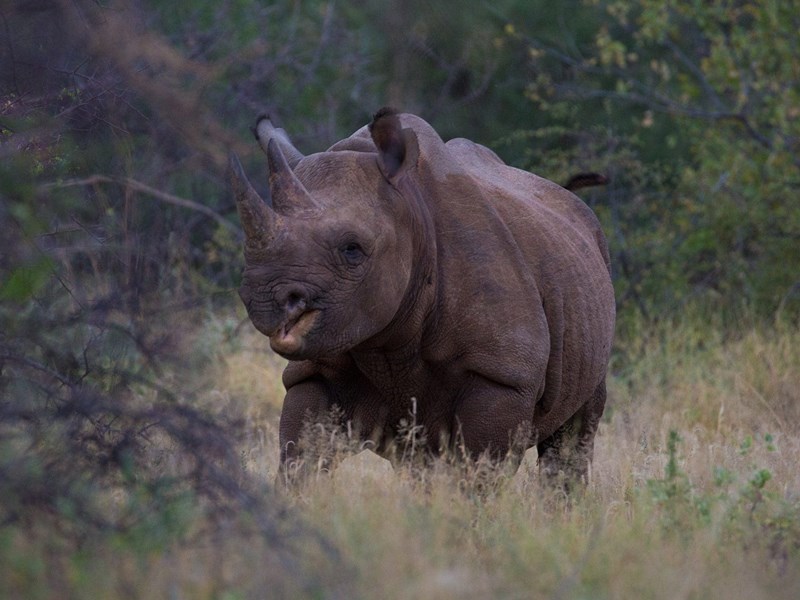 Un refuge privilégié pour la faune sauvage