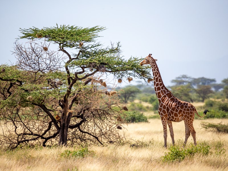Le désert verdoyant de Samburu