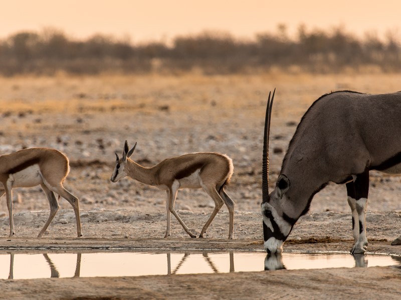Le majestueux oryx, icône du nord du Kenya