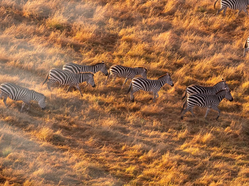 Zèbres aux motifs fascinants, sillonnant la savane à perte de vue