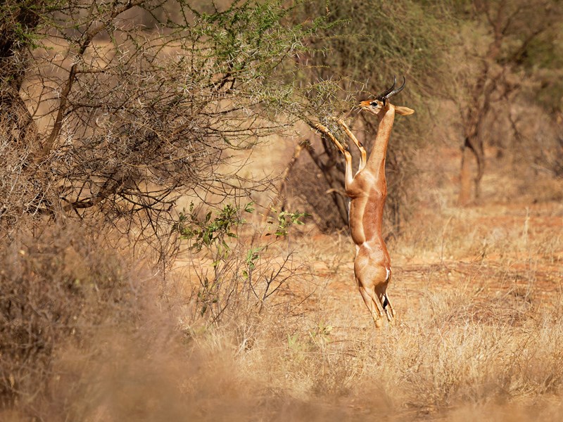 La gracile Gerenuk se dresse sur ses longues pattes
