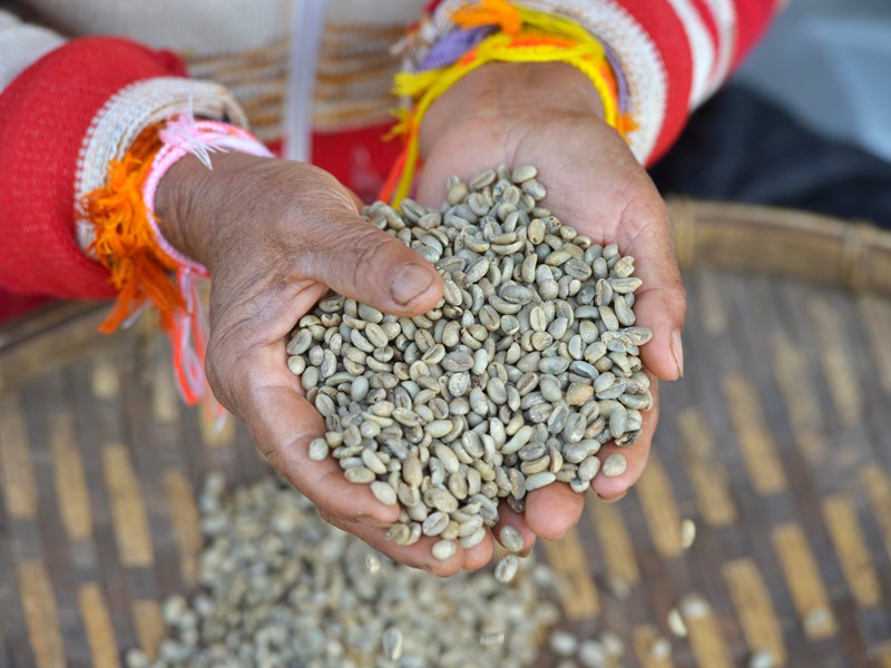Découvrez les plantations de café 