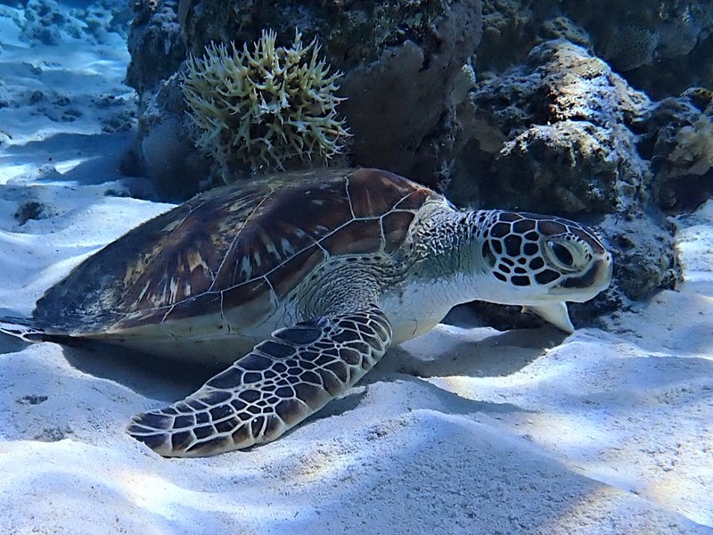 Nagez avec les tortues marine 