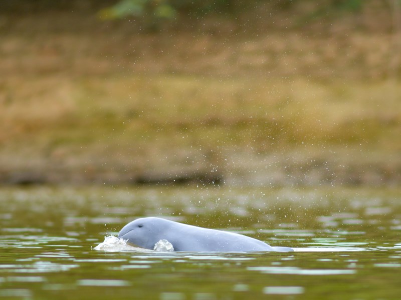 Observez le dauphin d'Irrawaddy
