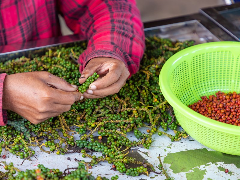 Découvrez le poivre de Kampot