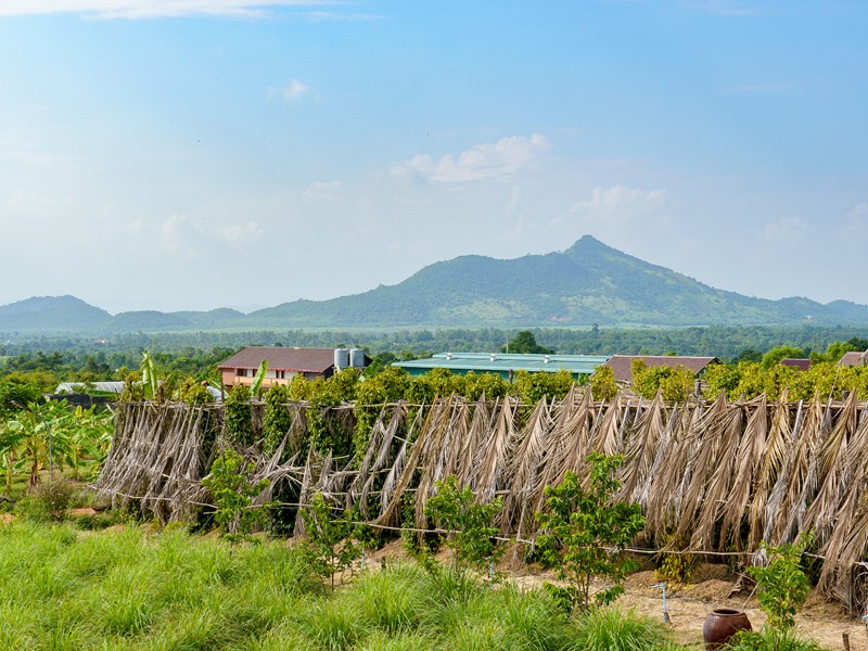 Les plantations de poivre à Kampot