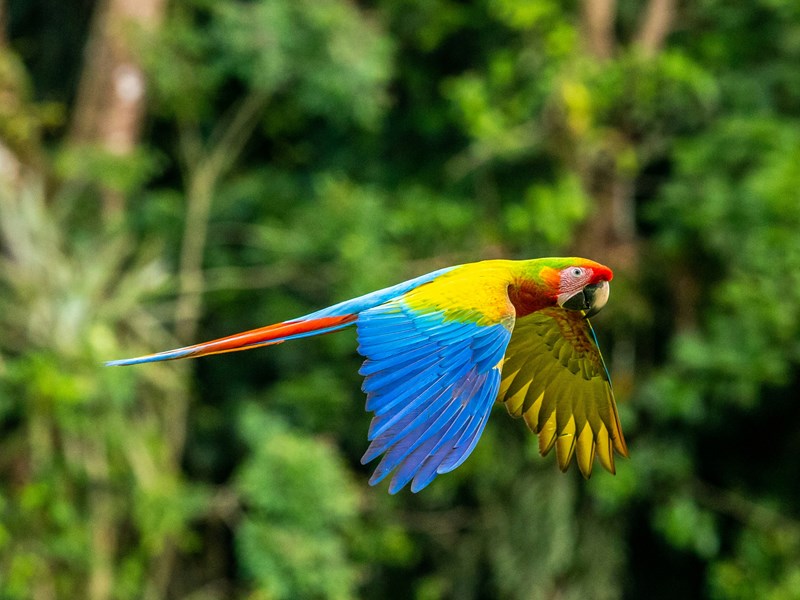 Les couleurs merveilleuses des aras
