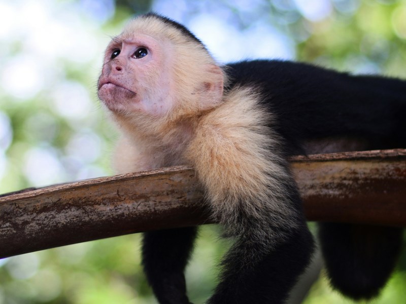 Immortalisez les singes dans les arbres