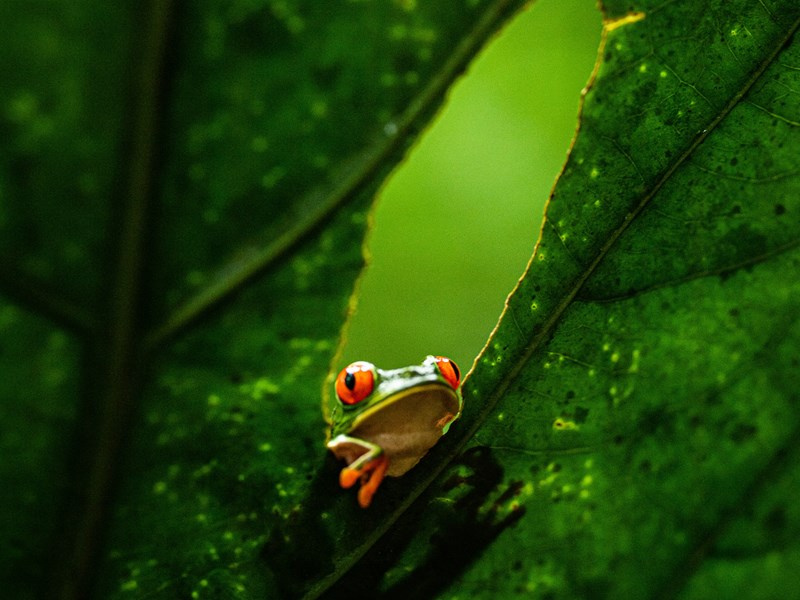 La faune en plein camouflage