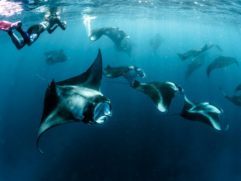 Nager avec les raies mantas aux Maldives