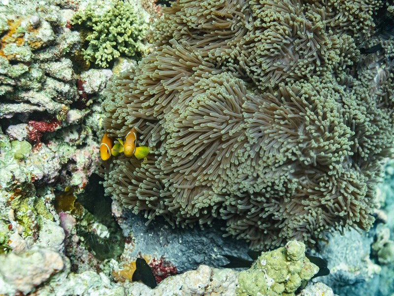 Plongez dans l'atoll de Baa aux Maldives