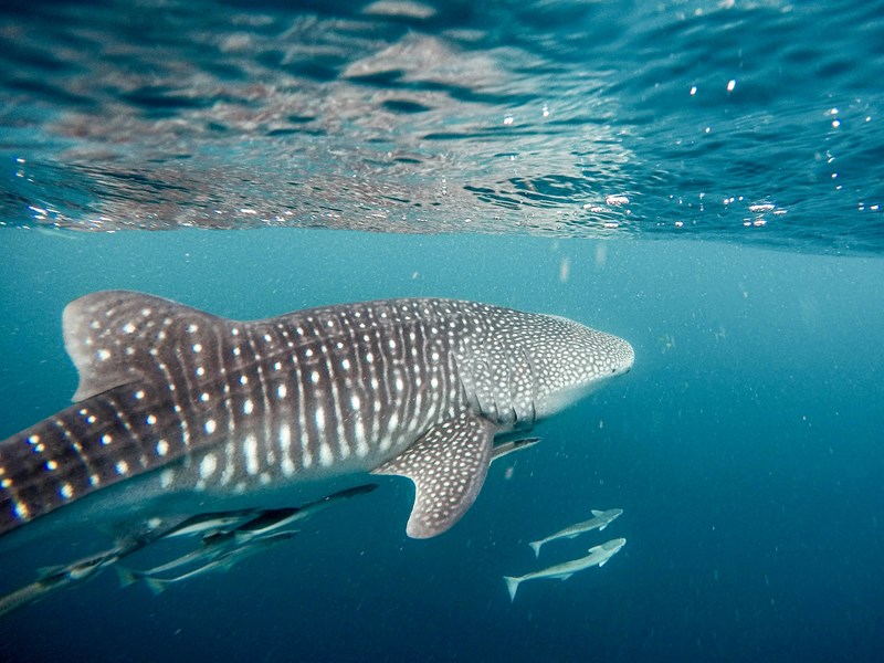 Rencontre avec les requins-baleines aux Maldives