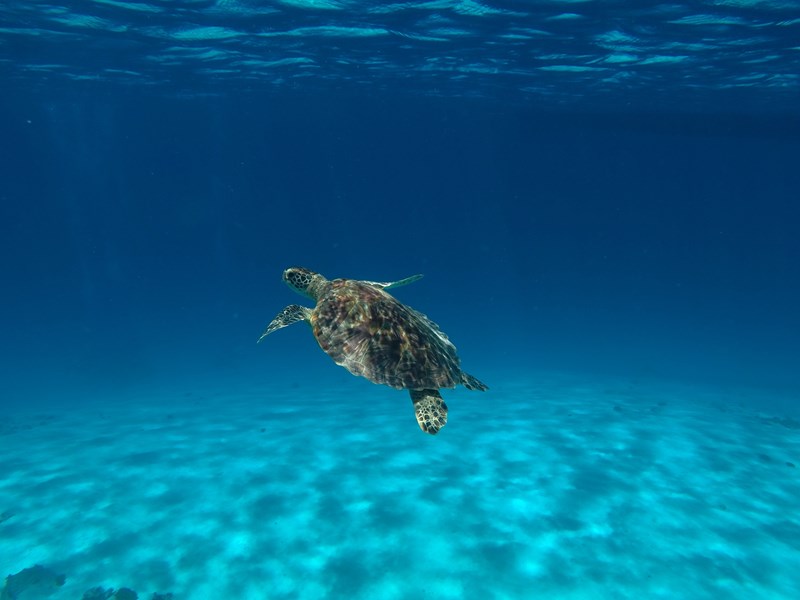 Partez explorer les fonds marins d'Okinawa