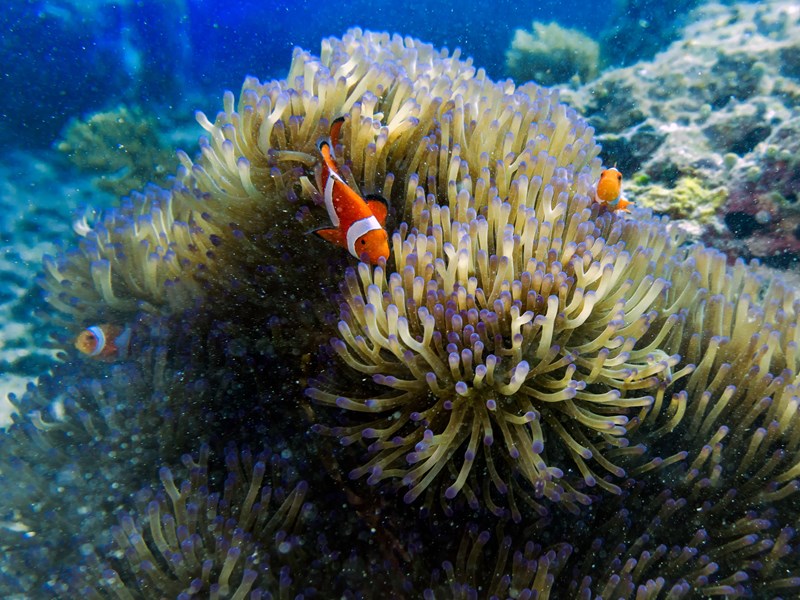 Allez à la rencontre de la faune sous-marine