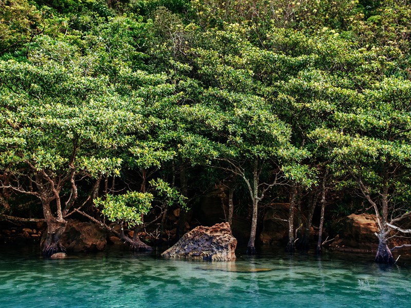 Partez à la découverte de la mangrove sur l'île d'Iriomote