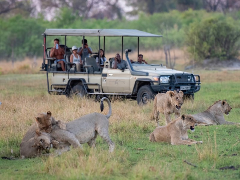 Partez a la rencontre des animaux sauvages 