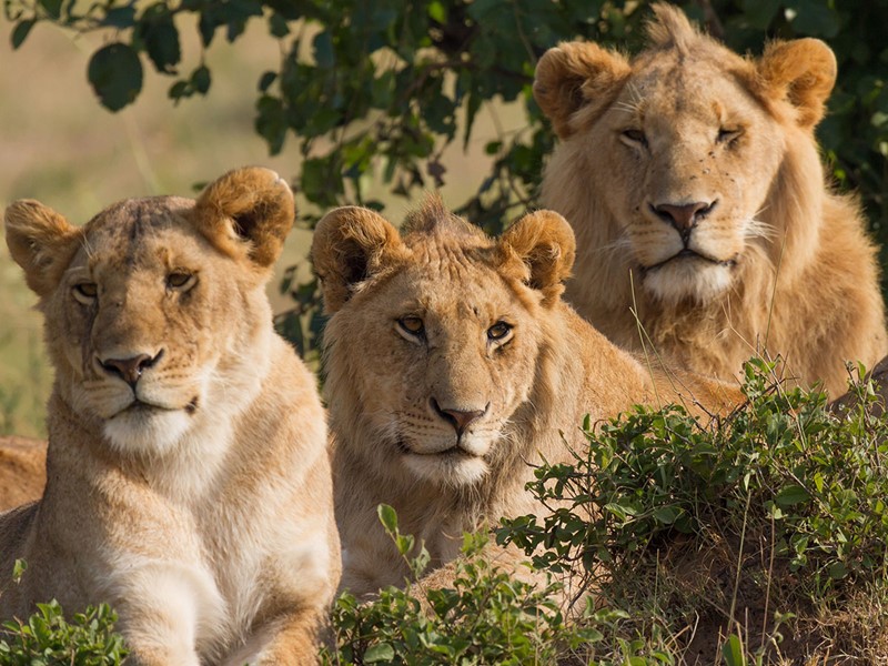 Vue des lions de Manyara en Tanzanie