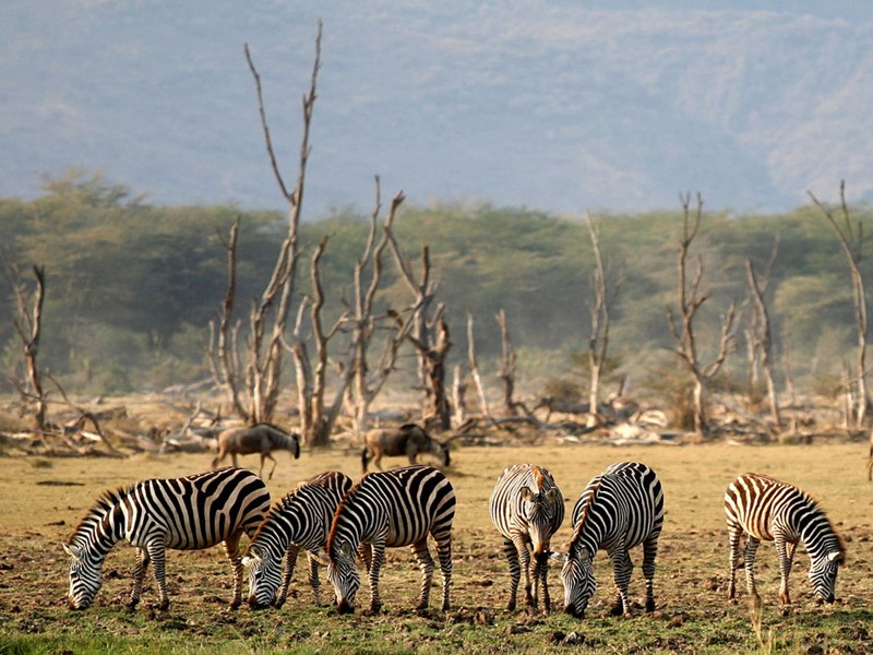 Vue des zèbres du parc Manyara situé en Tanzanie