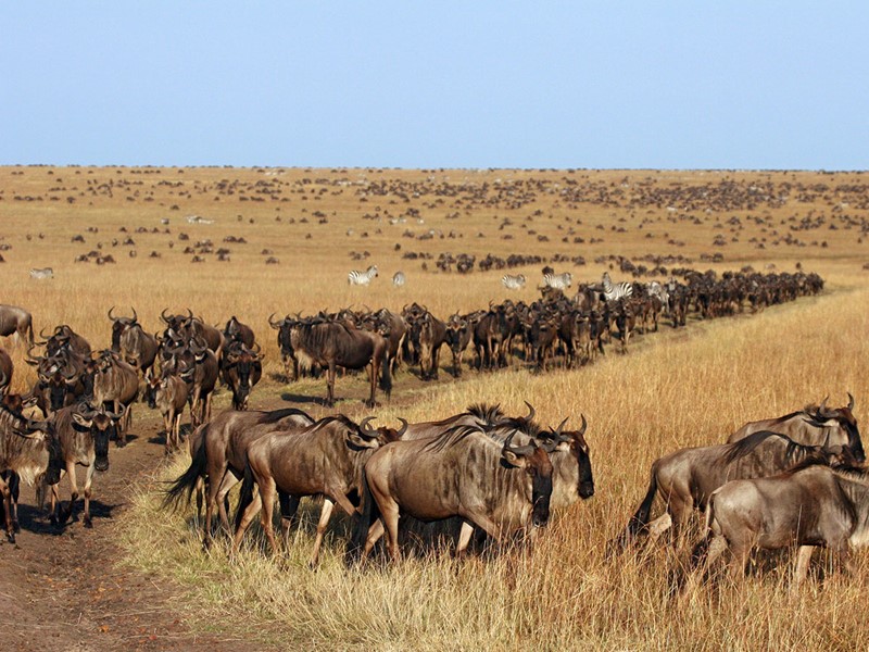 Migration de gnous dans le parc de Serengeti