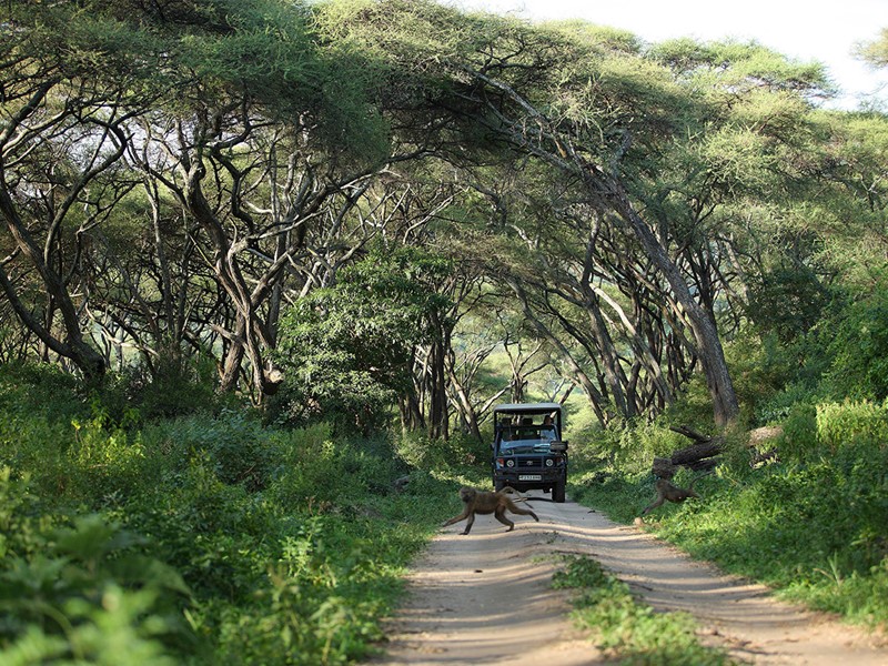 Safari en 4x4 dans le parc Manyara en Tanzanie
