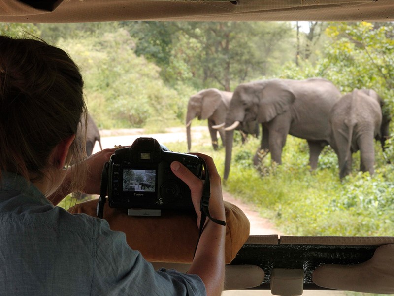 Rencontre avec les éléphants dans le Parc Manyara
