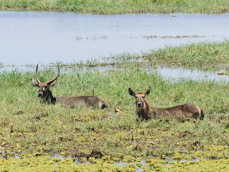 Antilopes Cobe dans le marais de Tarangire