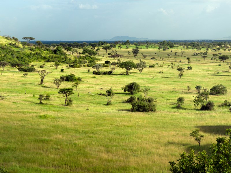 Paysage de plaines au Serengeti