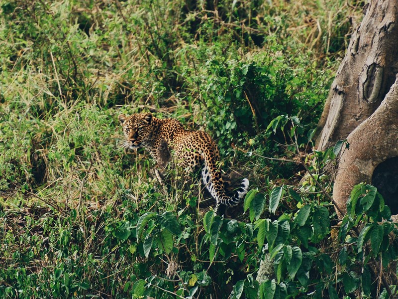 Rencontre avec un léopard au Serengeti