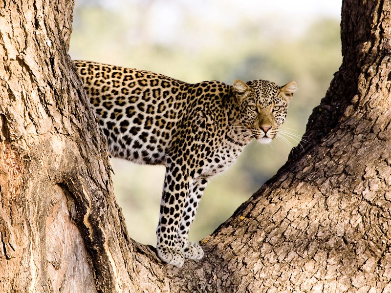 Soyez au plus près de la faune botswanaise