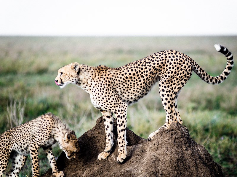 La faune très riche au Serengeti