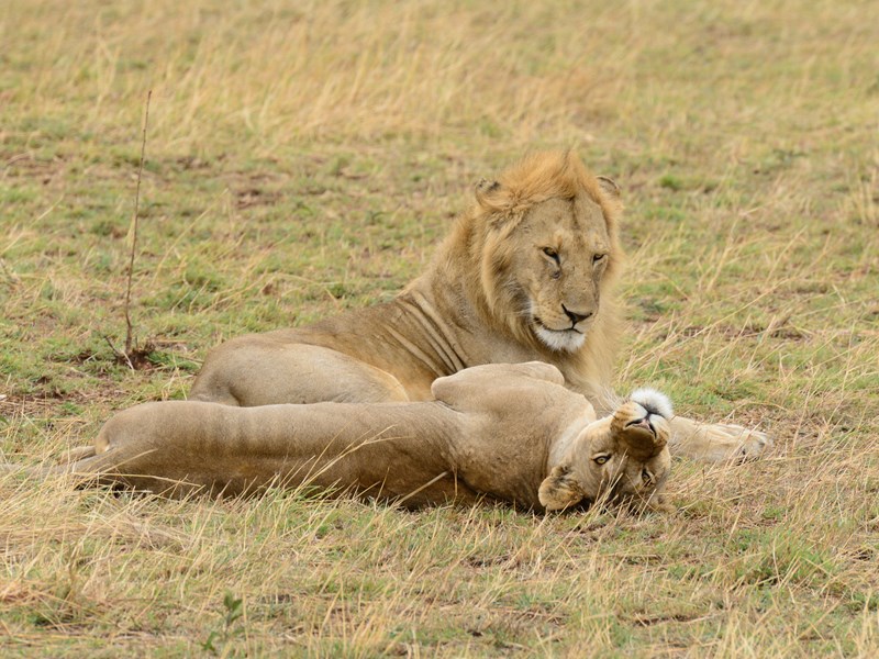 Serengeti : route des grandes migrations pour un safari unique en Tanzanie
