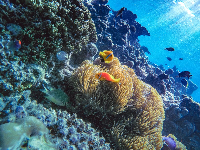 Poisson clown dans un corail mou