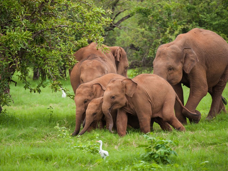 Vue des éléphants du parc national de Yala 
