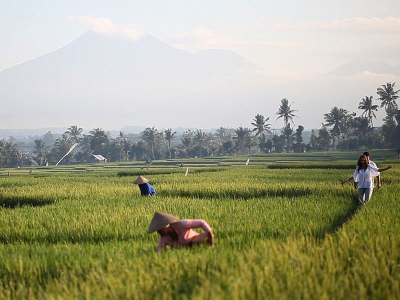 Vue des rizières à proximité du Soori Bali