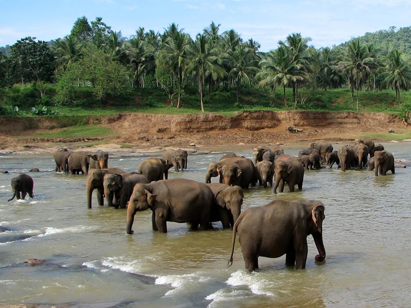 L'Orphelinat des éléphants de Pinnawela
