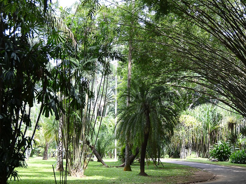 Jardin botanique de Peradeniya