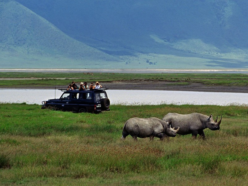 Les rhinocéros du Ngorongoro
