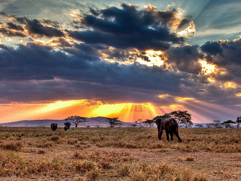 Admirez les éléphants du Serengeti
