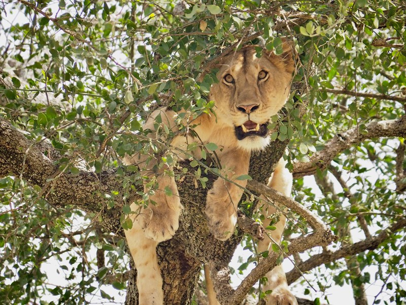 Une lionne perchée dans un arbre... rare mais insolite !